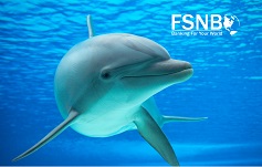 FSNB Select Card Gallery Image Dolphin