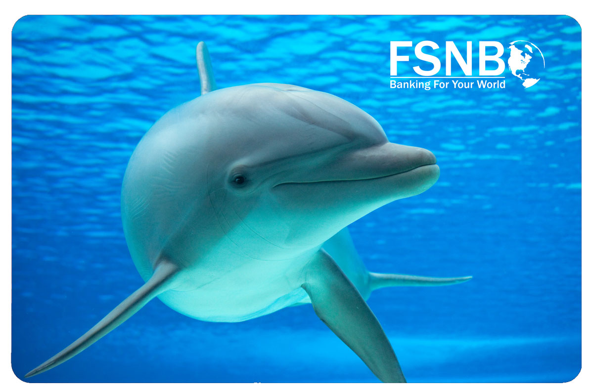Dolphin debit card